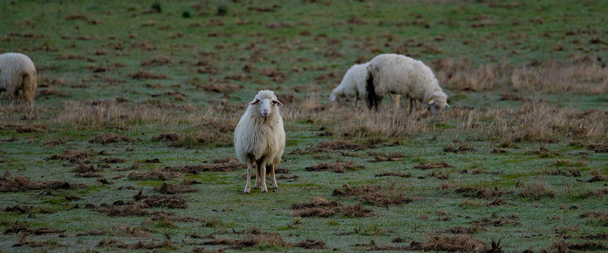 Home 35 Nepalese Cashmere vs. Mongolian Cashmere: What’s the Difference?